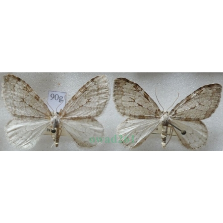 Epirrita christyi (Allen, 1906) pair Paśnik grabowiak Czech90g